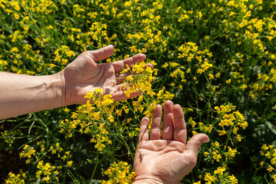 Canola flowers being held in human hand on oilseed feeld background
