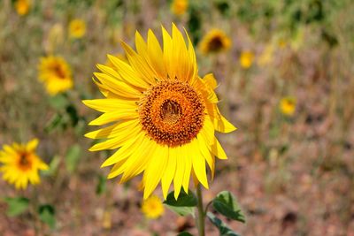 Close-up of sunflowers blooming on field