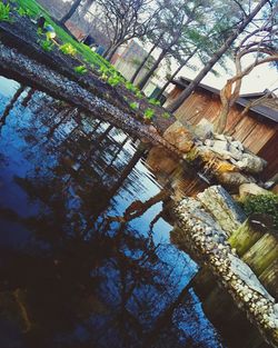 Low angle view of trees