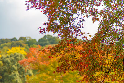 Close-up of autumn leaves on plant against sky