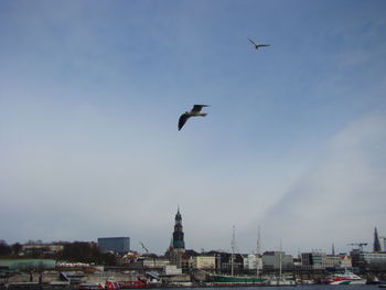 Bird flying over buildings in city