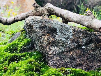 Close-up of lizard on tree trunk