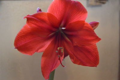 Close-up of red flower