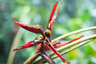 Close-up of insect on leaf