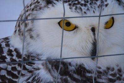 Close-up of white owl