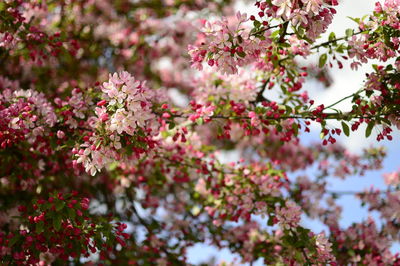 Close-up of pink flowers on tree