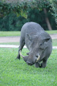 Elephant on field