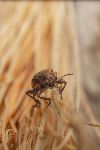 Close-up of insect