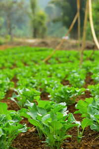 Close-up of fresh green plants