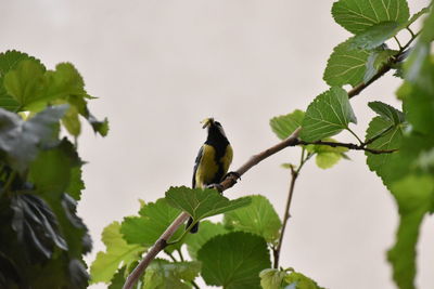 Low angle view of bird perching on tree