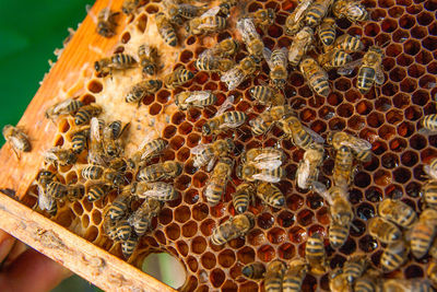 Close-up of bees on honeycomb