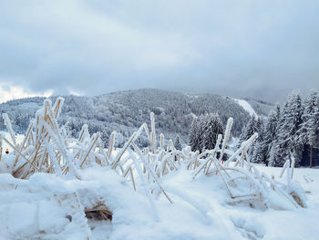 Snow covered land and trees against sky