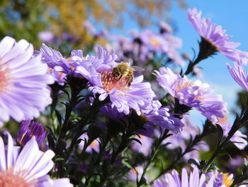 Close-up of bee pollinating on purple flower