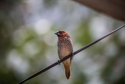 Close-up of bird perching on twig. scaly breasted muniya