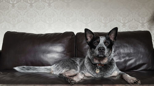 Close-up of a dog