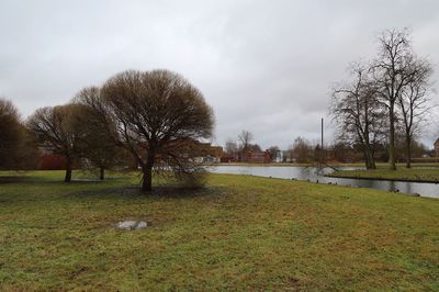 Trees on field against sky during winter