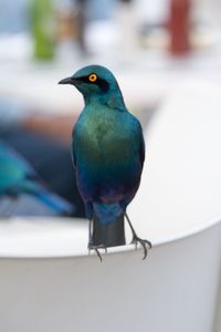 Close-up of bird perching on table