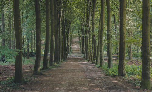 Walkway amidst trees in forest