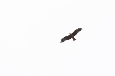 Low angle view of bird flying in sky