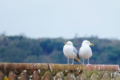 Seagulls in roof