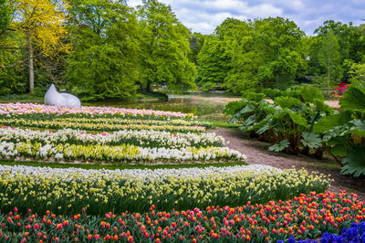 View of flowers in garden