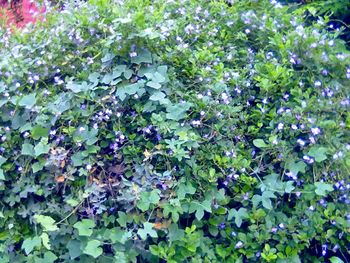 Full frame shot of plants