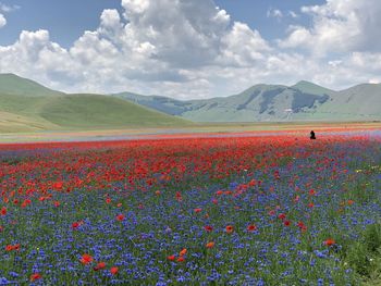 Scenic view of flowering field against sky