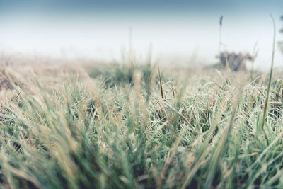 Close-up of grass on field