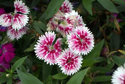 Close-up of pink flowering plants