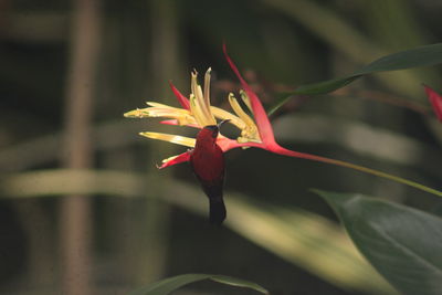 Close-up of plant