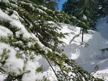 Low angle view of tree against sky during winter