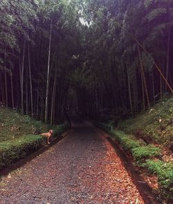 Road passing through forest