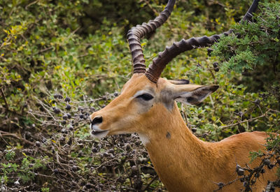 Giraffe in a forest