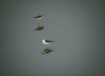 Bird flying over lake