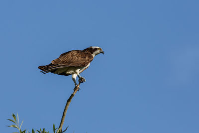 Low angle view of osprey perching on tree against clear sky