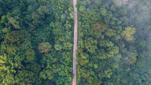 Aerial view of road amidst trees in forest