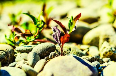 Close-up of honey bee on plant