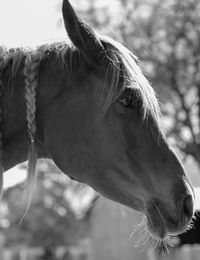 Close-up of horse in ranch