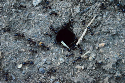 High angle view of insect on rock