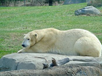 View of sheep relaxing on rock