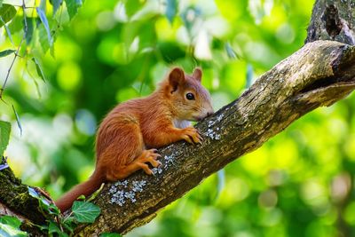 Close-up of squirrel