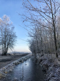 Bare trees on snow covered landscape