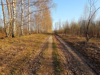 Road amidst bare trees in forest against clear sky