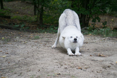 White wolf stretching