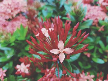 Close-up of red flowers blooming outdoors