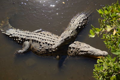 High angle view of crocodile in lake