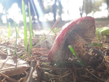 Close-up of mushroom growing on field