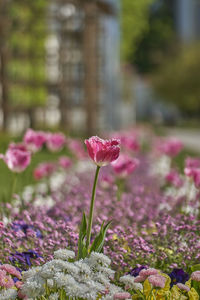Close-up of pink flowering plant