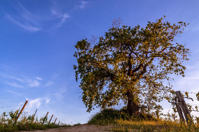 Low angle view of trees against blue sky