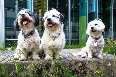 Portrait of dog sitting on grass